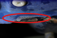 日産 スカイライン GT-R V-spec